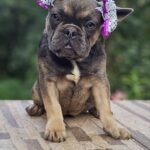 Iovanna-female-French-puppy-for-sale-1