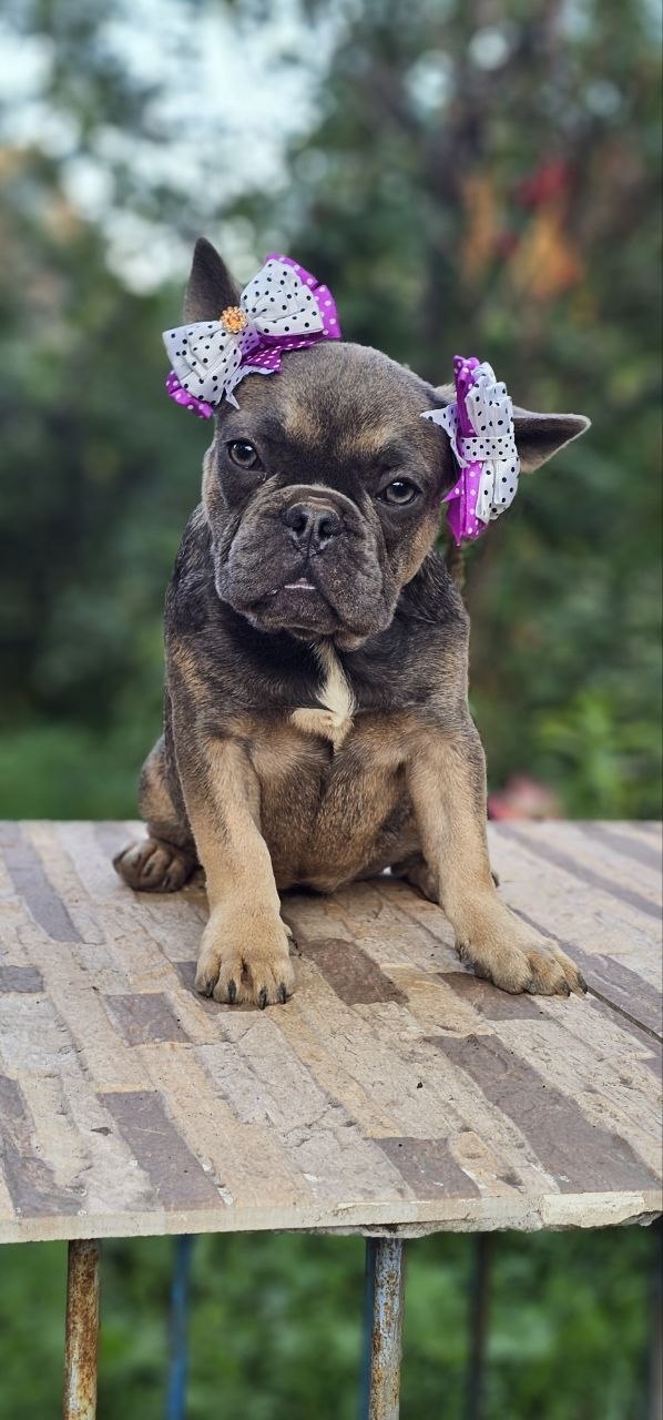 Iovanna French Bulldog Iovanna French Bulldog