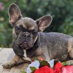 Iovanna-female-French-puppy-for-sale-2