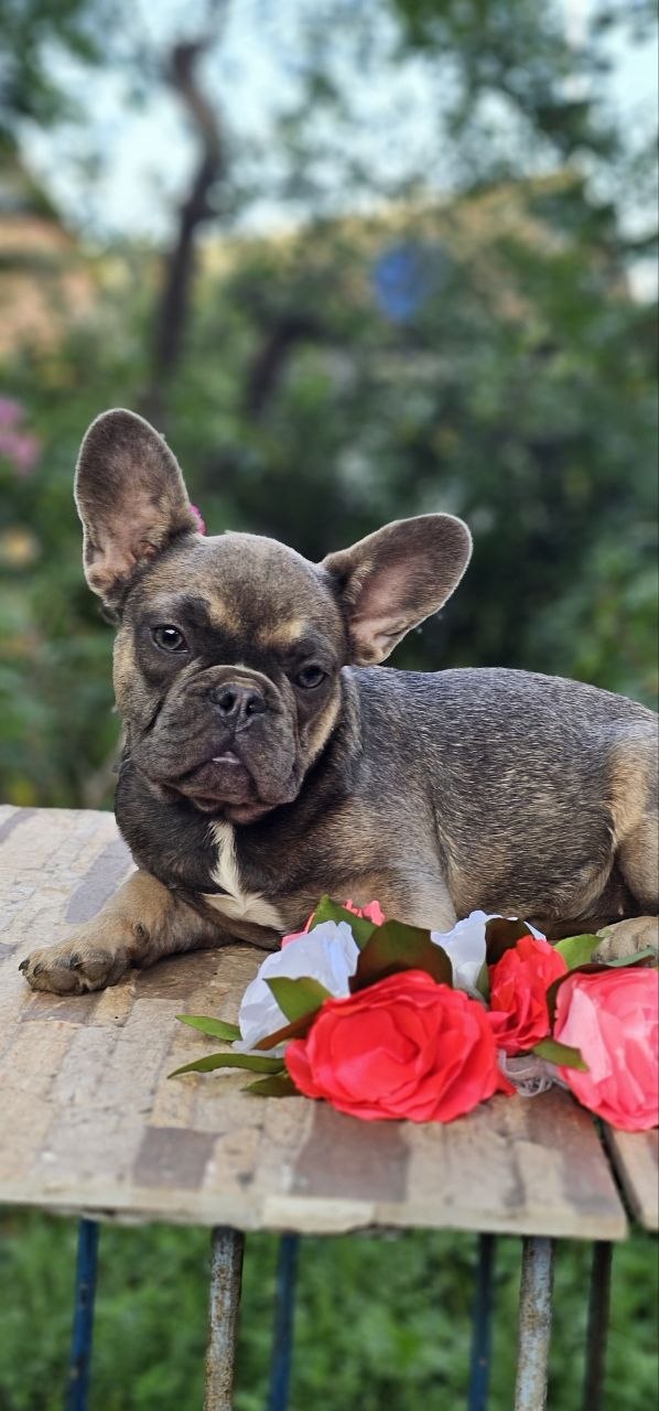 Iovanna French Bulldog Iovanna French Bulldog