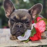 Iovanna-female-French-puppy-for-sale-3