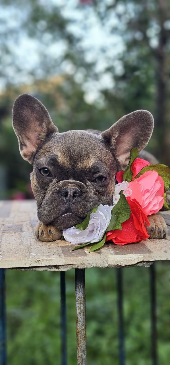 Iovanna French Bulldog Iovanna French Bulldog