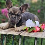 Iovanna-female-French-puppy-for-sale-4