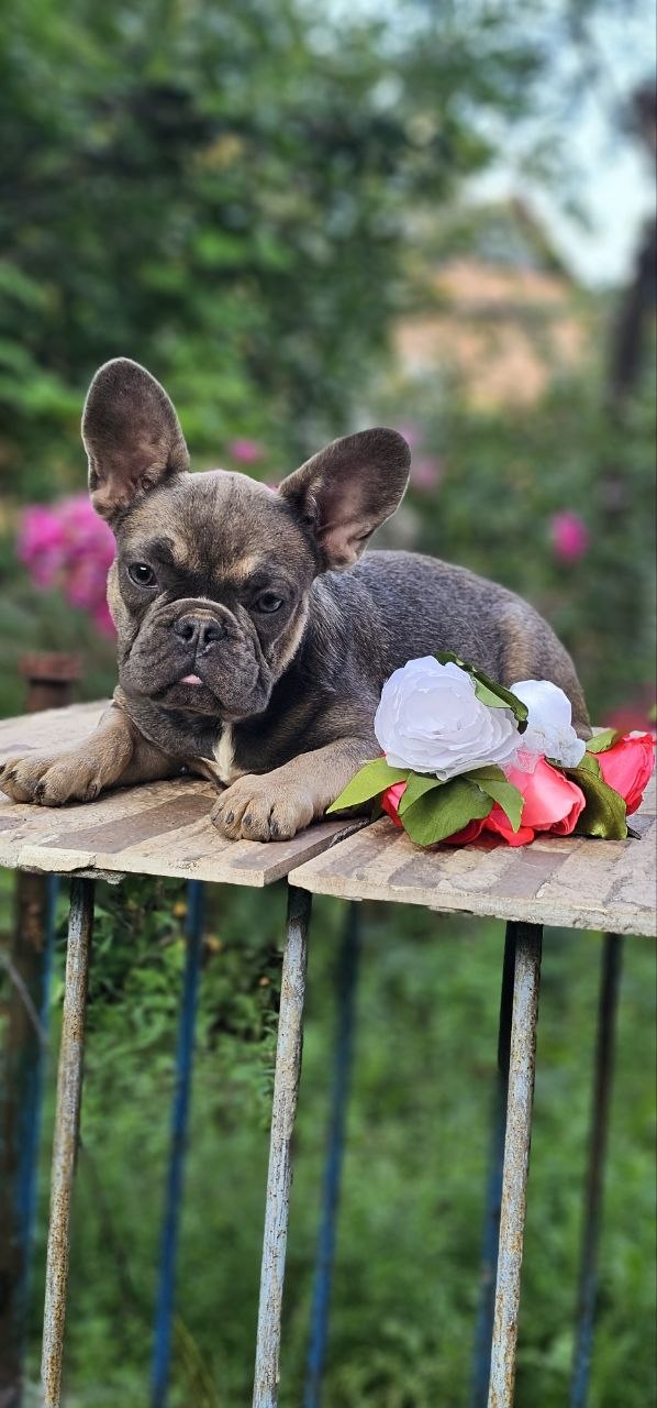 Iovanna French Bulldog Iovanna French Bulldog
