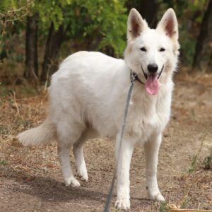 Iska White Swiss Shepherd Iska White Swiss Shepherd