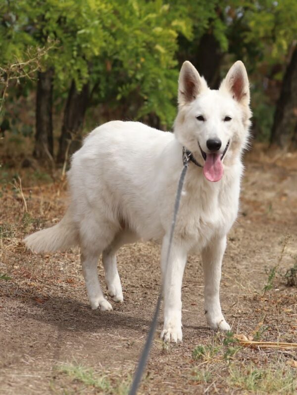 Iska White Swiss Shepherd Iska White Swiss Shepherd