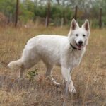 Iska-female-wss-puppy-for-sale- (2)