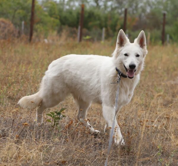 Iska White Swiss Shepherd Iska White Swiss Shepherd