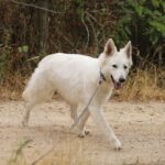 Iska-female-wss-puppy-for-sale- (3)