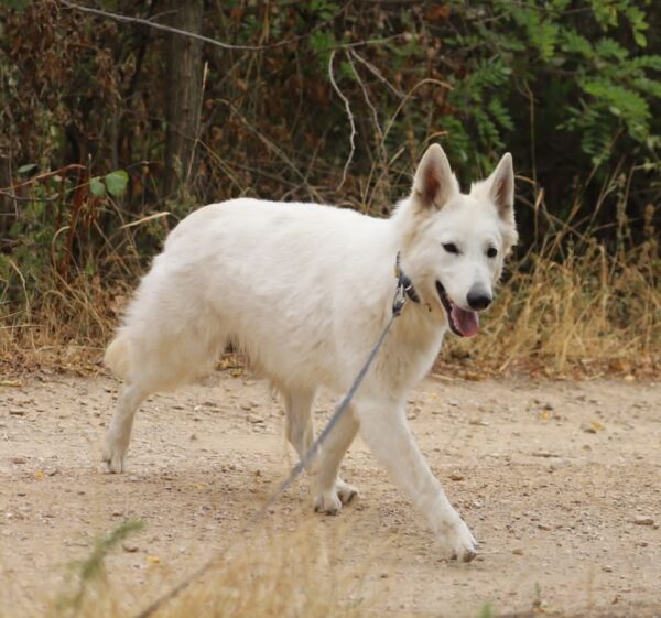 Iska White Swiss Shepherd Iska White Swiss Shepherd