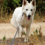 Iska-female-wss-puppy-for-sale- (4)