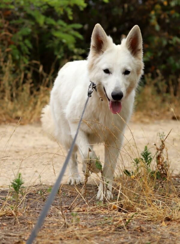 Iska White Swiss Shepherd Iska White Swiss Shepherd