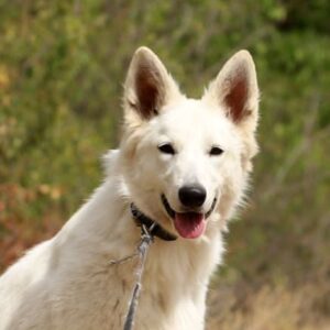 Iska White Swiss Shepherd Iska White Swiss Shepherd