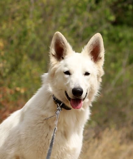 Iska White Swiss Shepherd Iska White Swiss Shepherd