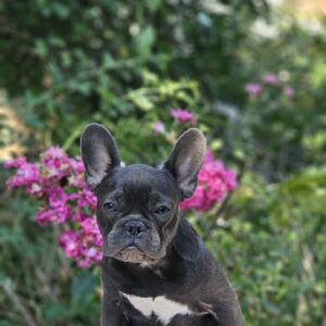 Isla French Bulldog Isla French Bulldog