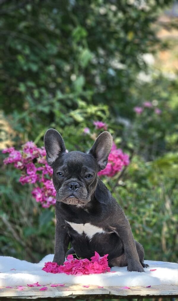 Isla French Bulldog Isla French Bulldog