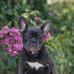 Isla-female-French-puppy-for-sale-2