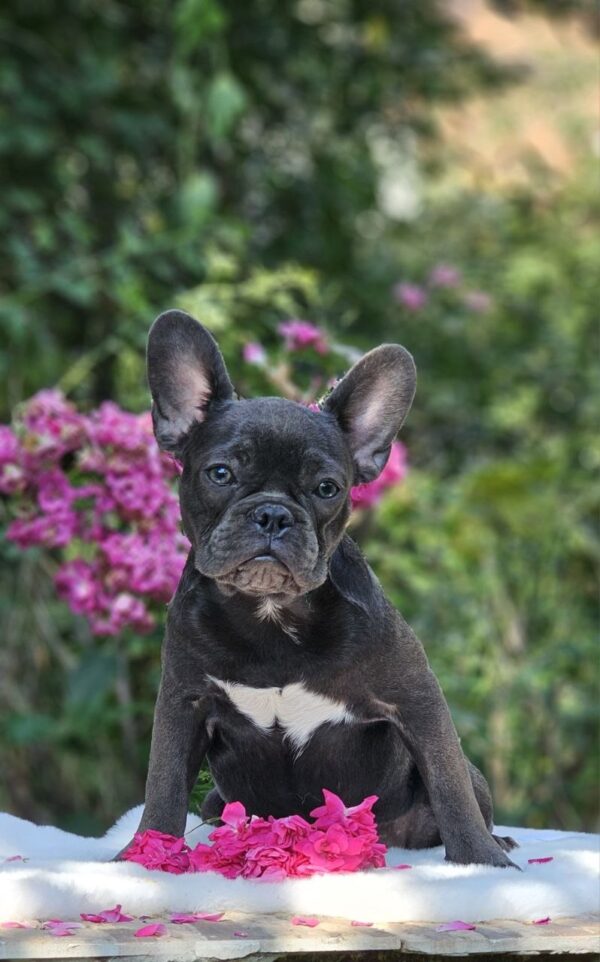 Isla French Bulldog Isla French Bulldog