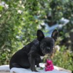 Isla-female-French-puppy-for-sale-3