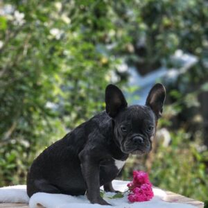 Isla French Bulldog Isla French Bulldog