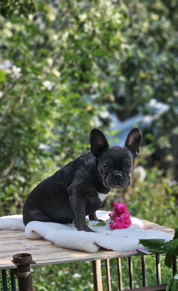 Isla French Bulldog Isla French Bulldog