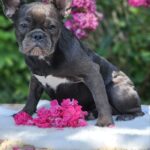 Isla-female-French-puppy-for-sale-4