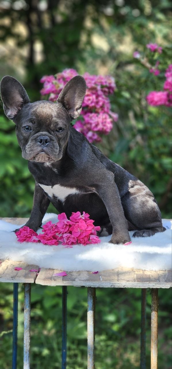 Isla French Bulldog Isla French Bulldog