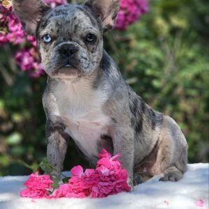 Ivva French Bulldog Ivva French Bulldog