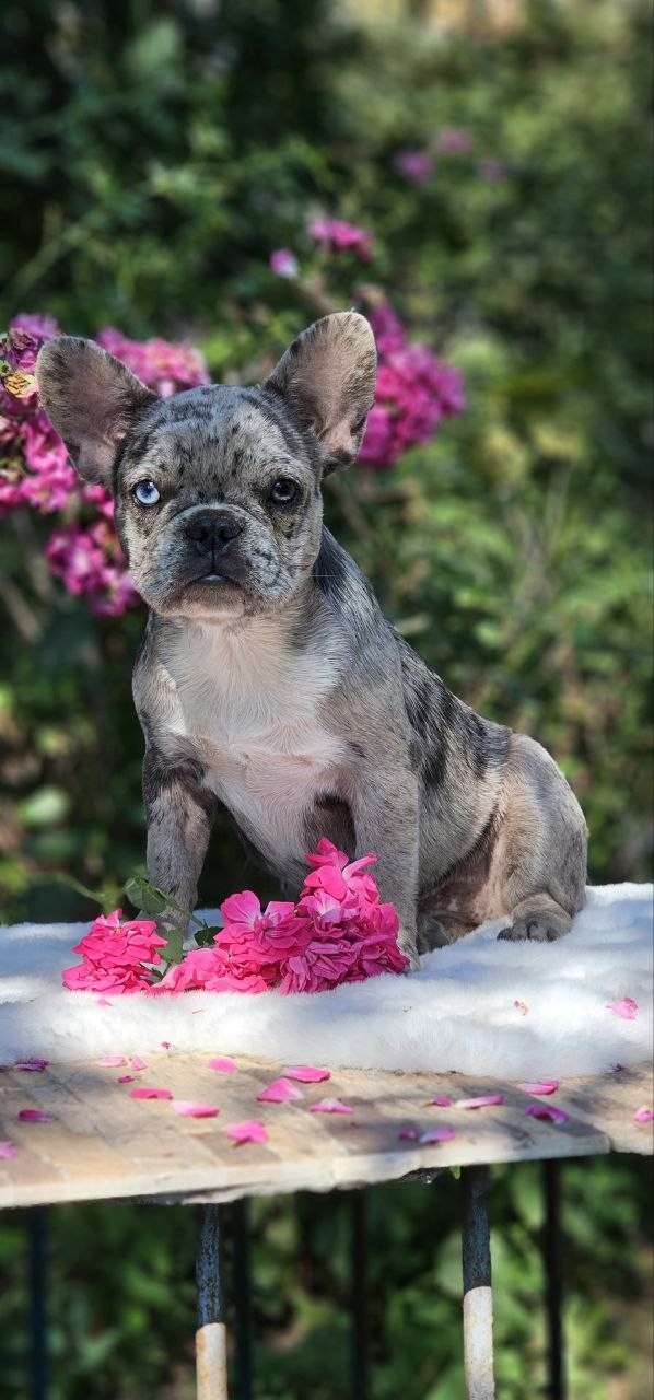 Ivva French Bulldog Ivva French Bulldog