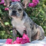 Ivva-female-French-puppy-for-sale-2