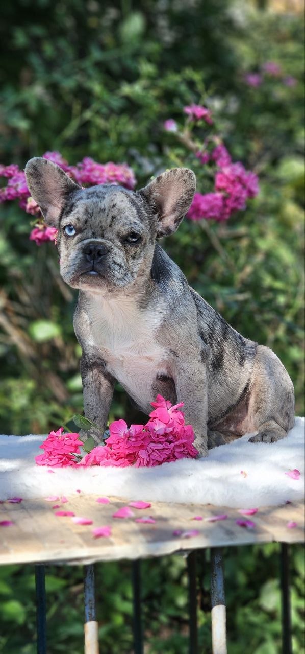 Ivva French Bulldog Ivva French Bulldog