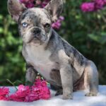 Ivva-female-French-puppy-for-sale-3