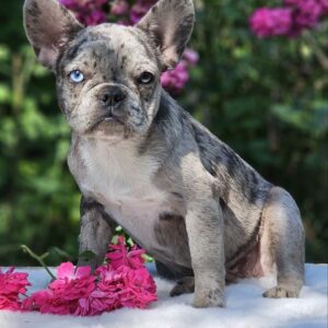 Ivva French Bulldog Ivva French Bulldog