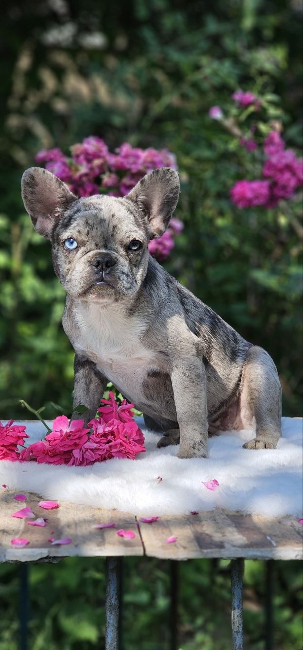 Ivva French Bulldog Ivva French Bulldog