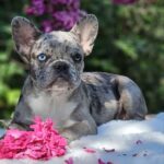 Ivva-female-French-puppy-for-sale-4