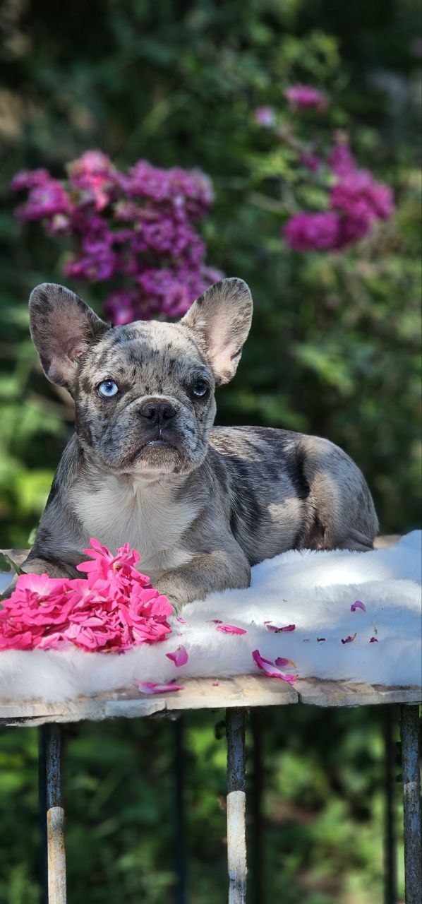 Ivva French Bulldog Ivva French Bulldog