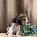 Jackson-male-Beagle-puppy-for-sale-1