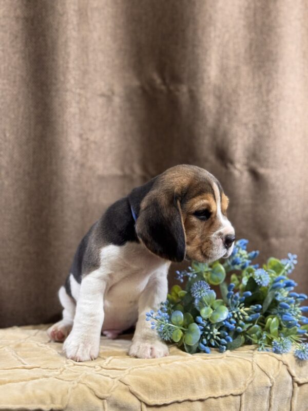 Jackson Beagle Jackson Beagle