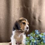 Jackson-male-Beagle-puppy-for-sale-2