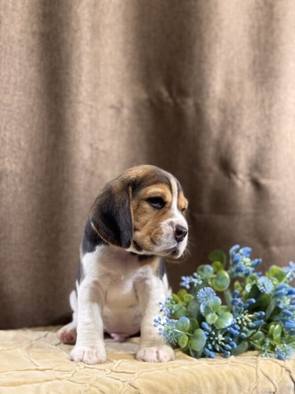 Jackson Beagle Jackson Beagle