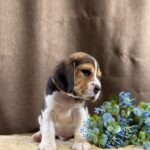 Jackson-male-Beagle-puppy-for-sale-3