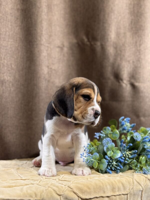 Jackson Beagle Jackson Beagle