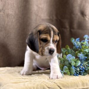 Jackson Beagle Jackson Beagle