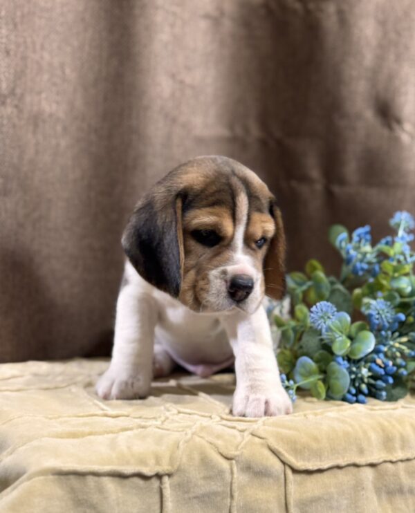 Jackson Beagle Jackson Beagle