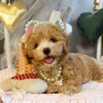 Jade-female-Maltipoo-puppy-for-sale-1