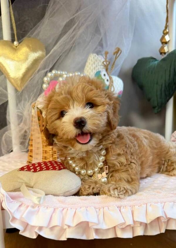 Jade Maltipoo Jade Maltipoo