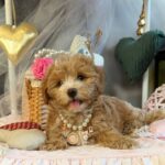 Jade-female-Maltipoo-puppy-for-sale-2