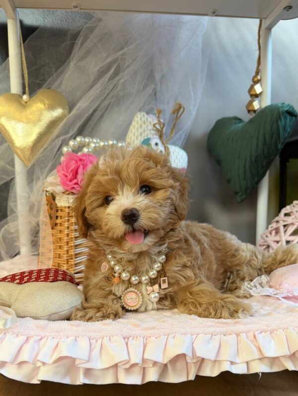 Jade Maltipoo Jade Maltipoo