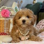 Jade-female-Maltipoo-puppy-for-sale-3