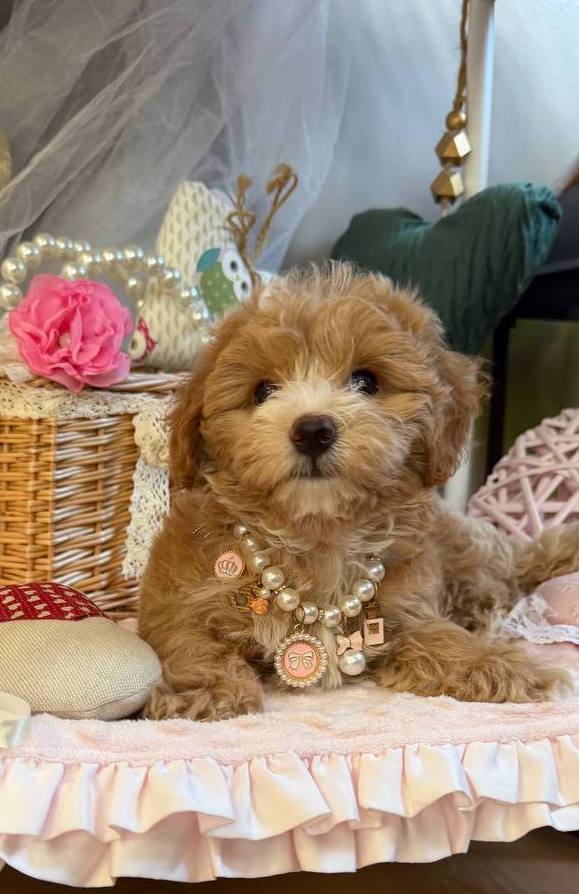 Jade Maltipoo Jade Maltipoo